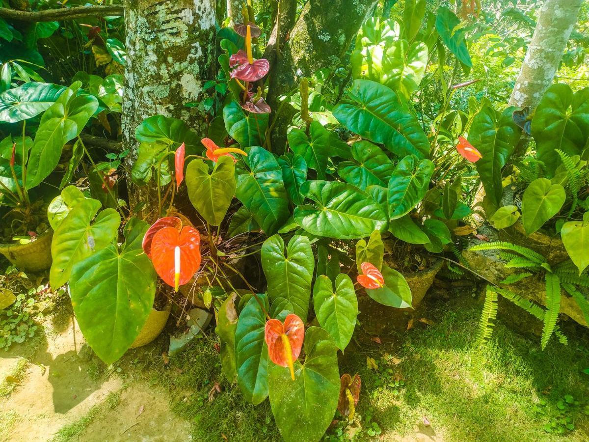 Samadhi Nature Resort Ella Esterno foto